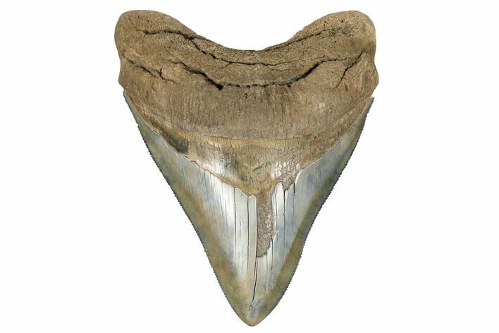 Serrated, Tan, Fossil Megalodon Tooth - South Carolina #182974